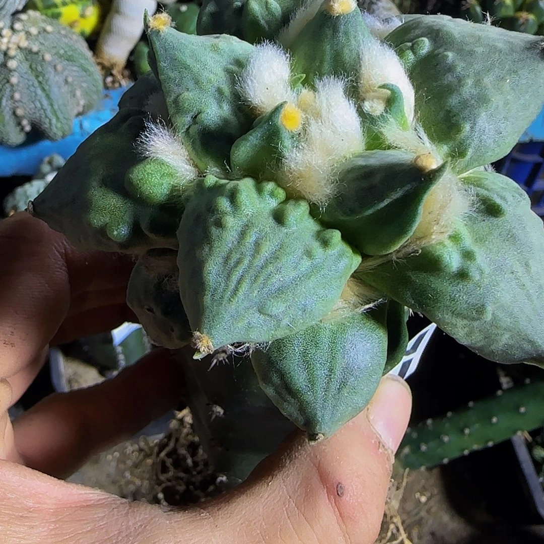 凌***帆龙牙怒779仙人球开花