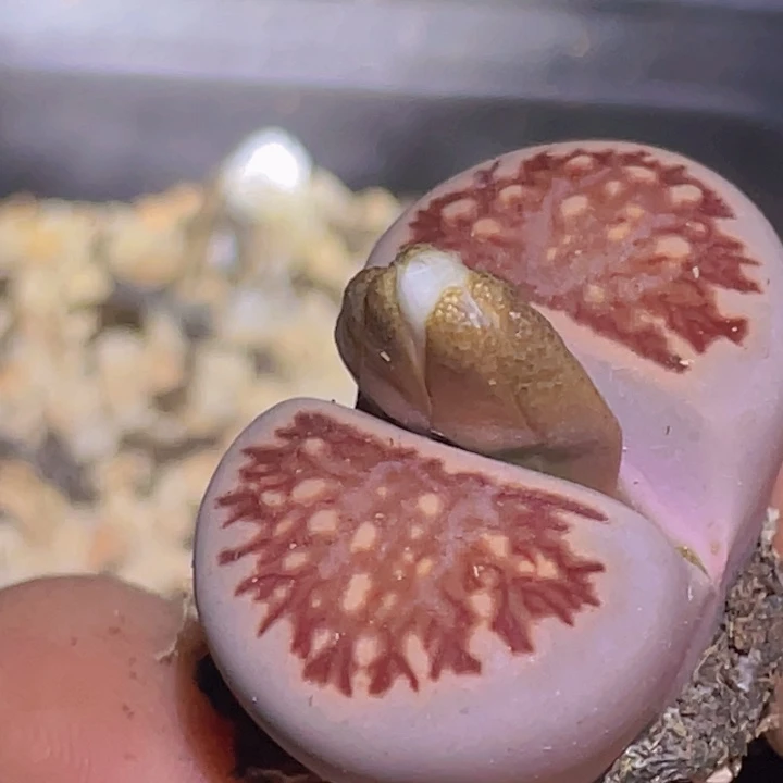 48998899。9099809888