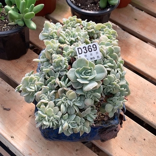 民***俗红象牙299 可爱玫瑰缀369