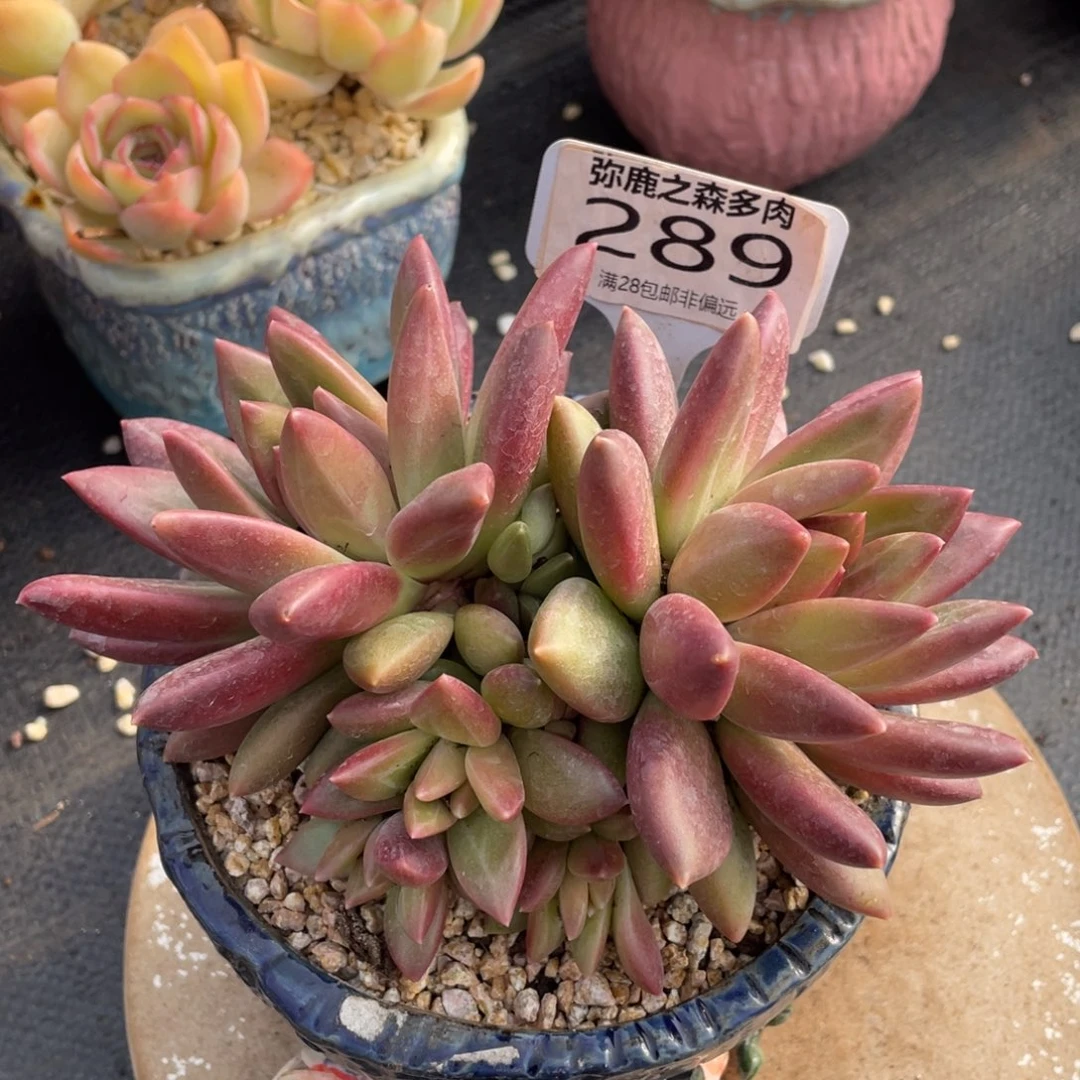 弥鹿之森多肉0289