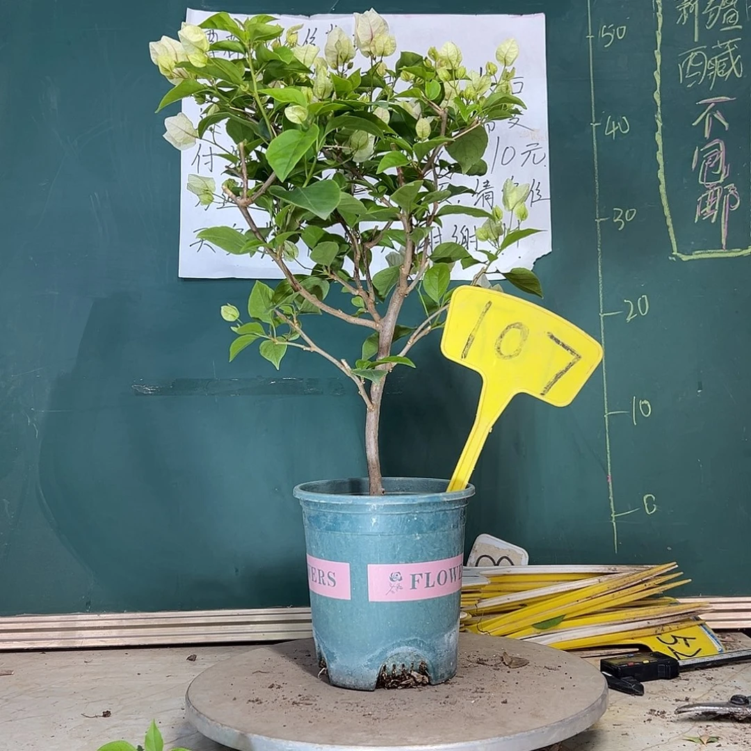 当前无花栽培后可以开花广红樱 107