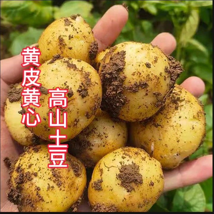 现挖新鲜农家黄心土豆