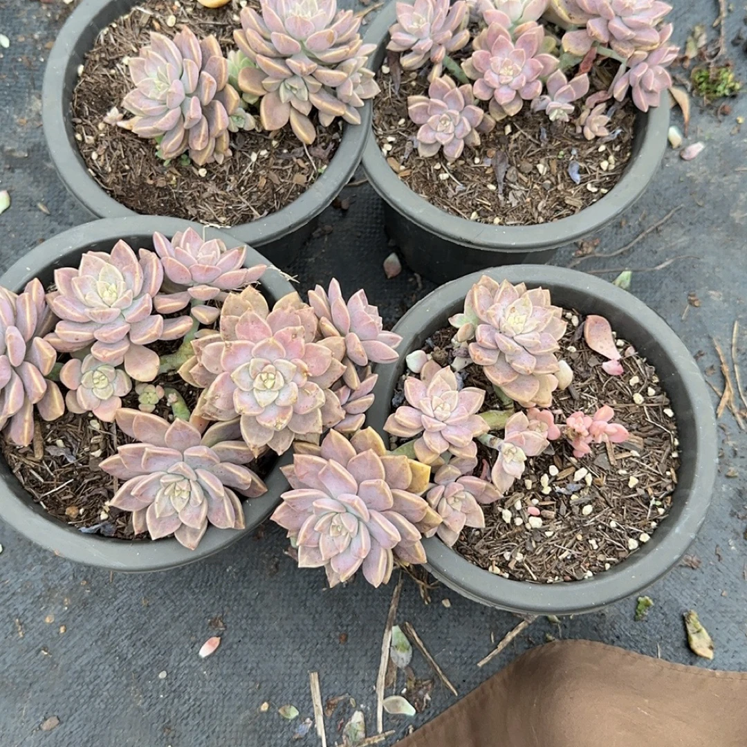 阿伦培多肉植物（买2送3）新手好养5棵带走（60天售后无忧）