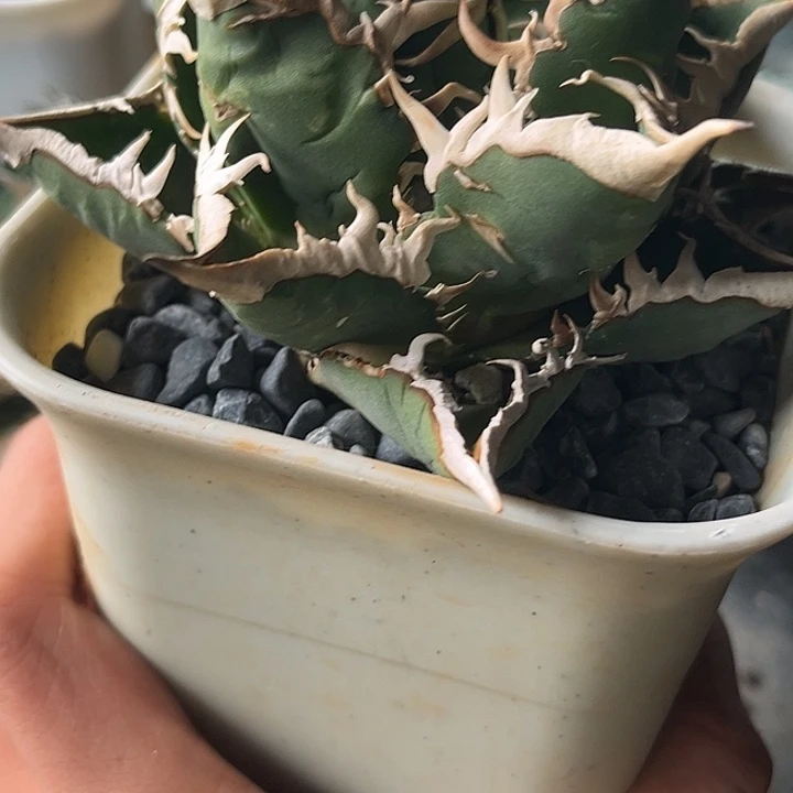 无花朵龙舌兰仁王冠精控海王
