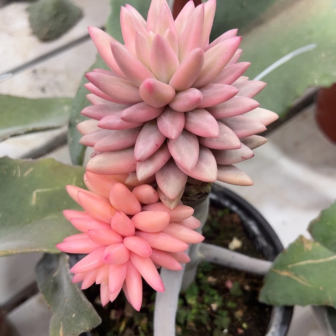 红蜻蜓锦嫁接多肉植物