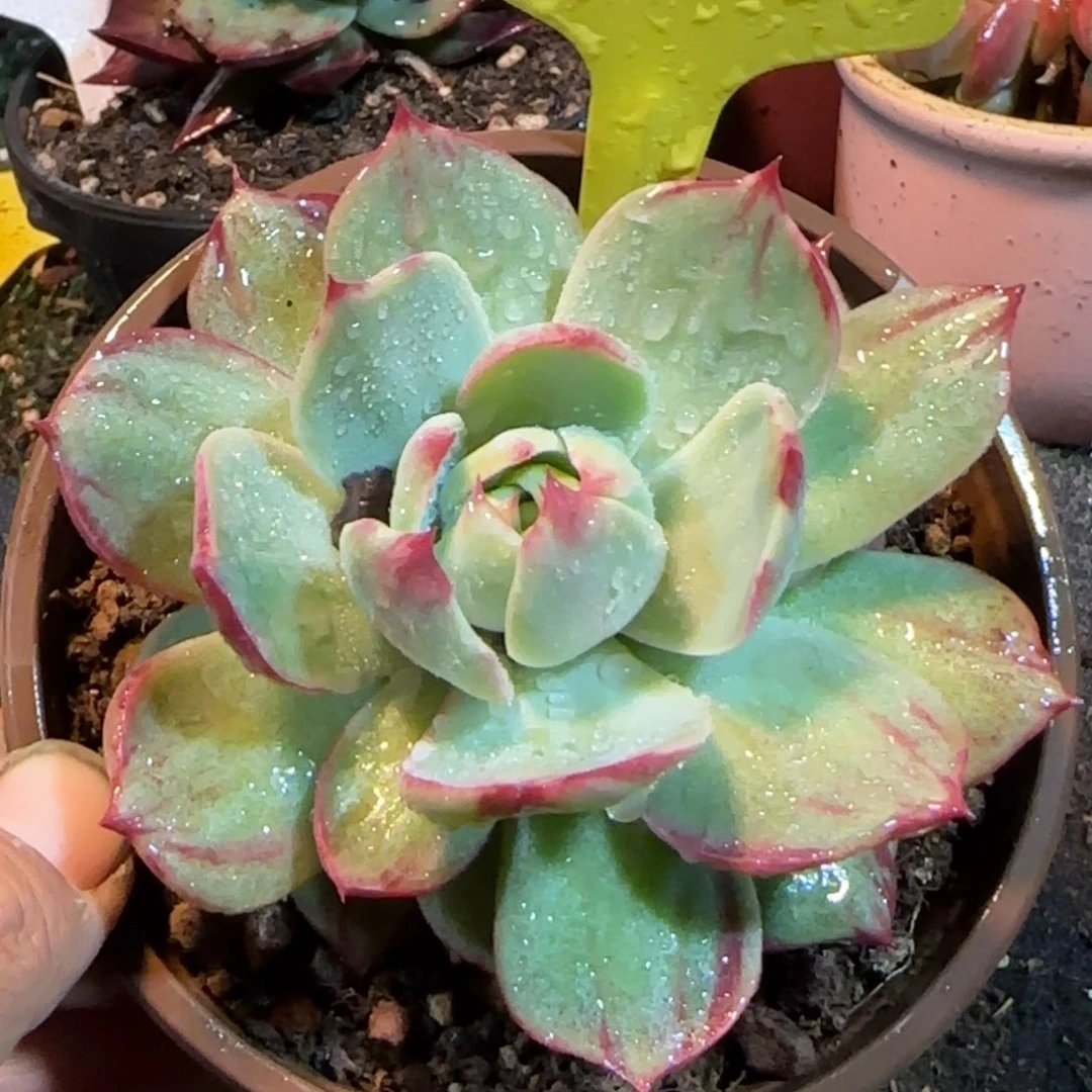 惊鸿一物一拍包装收缩花旱432