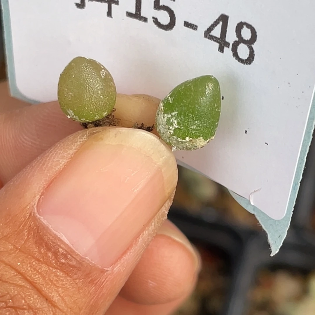 15-48哈默灯泡肉锥