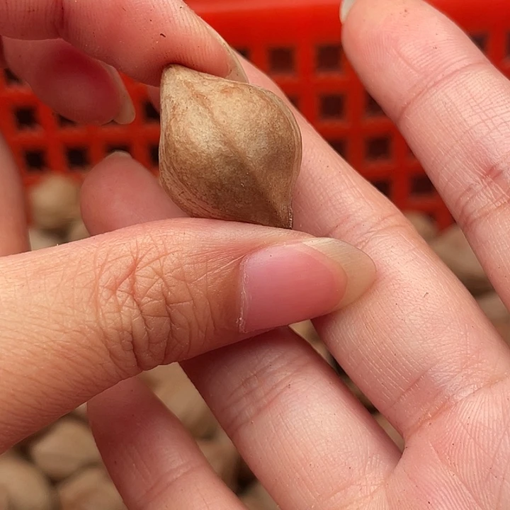 橄榄核手串/手链大*?橄榄