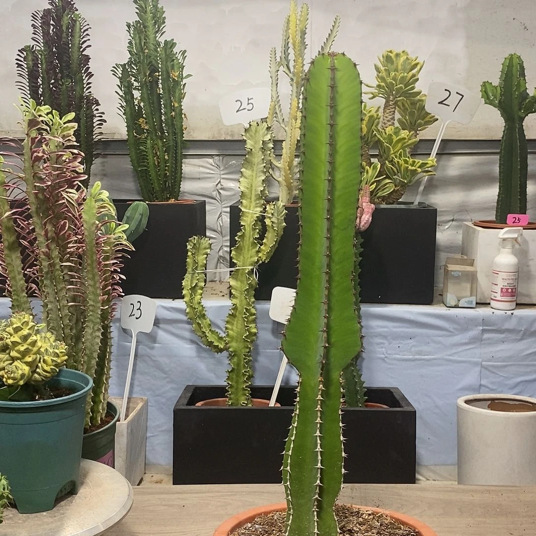 当前无花朵，栽培后可花朵琉璃塔一物一拍