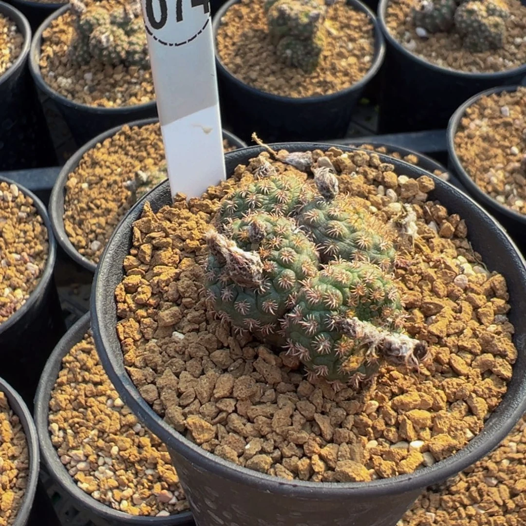小****074实生根士童群多肉植物带盆土