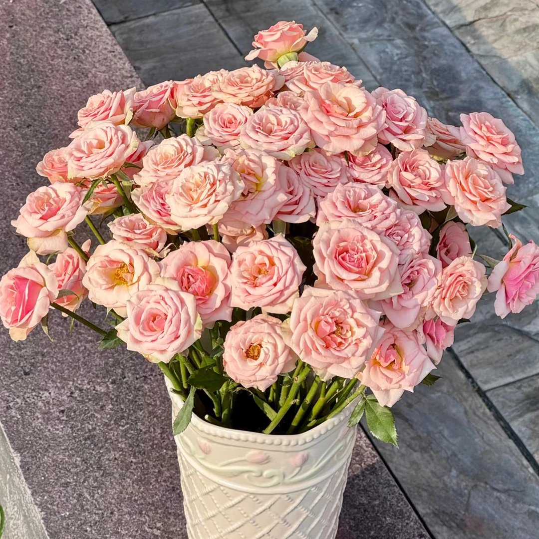 【鲜花批发 三单一个运费】甜蜜香槟8+2防损