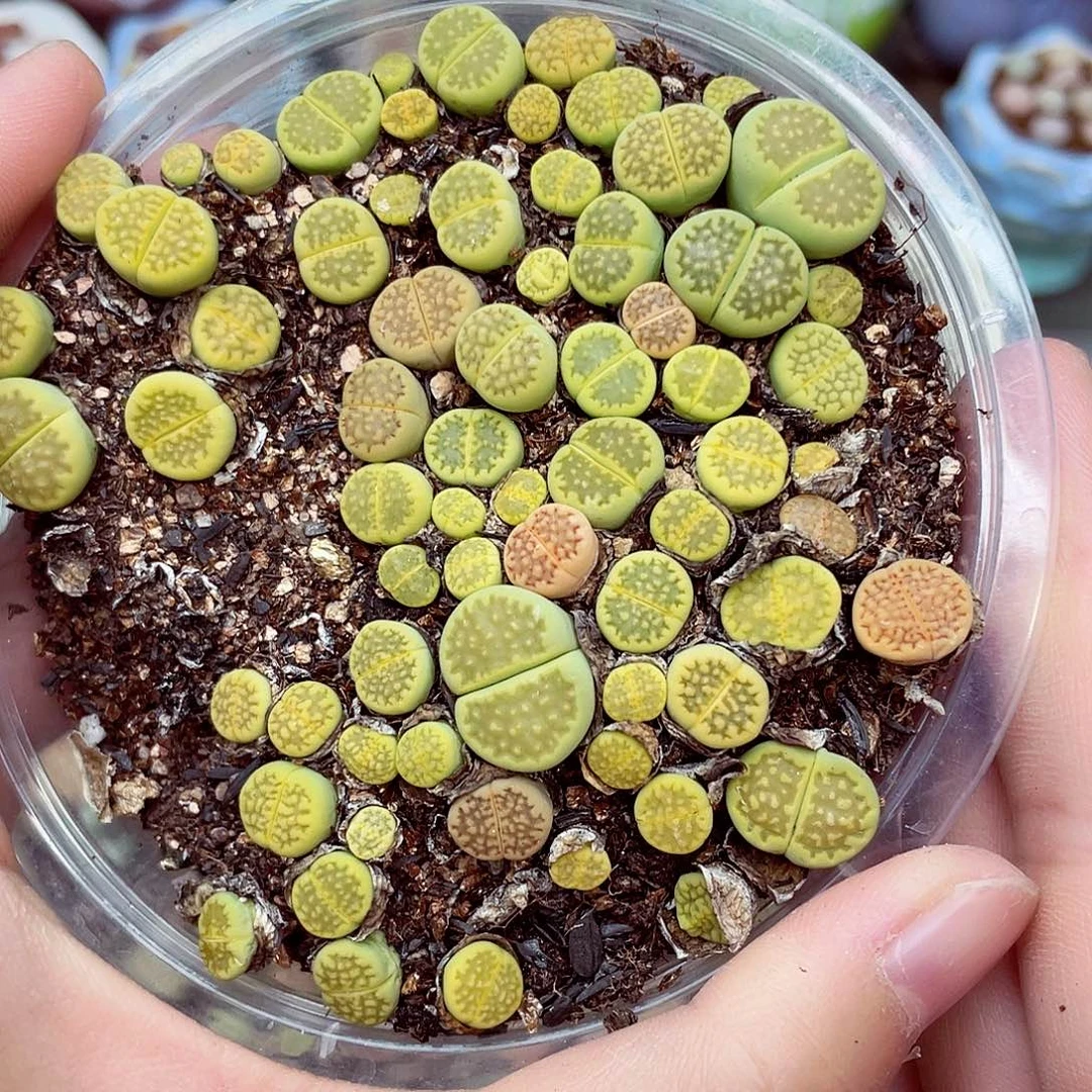 生石花满18包邮0901-8