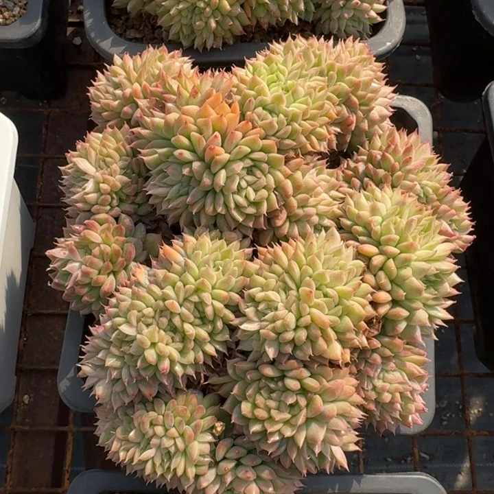 新品多肉植物绿植