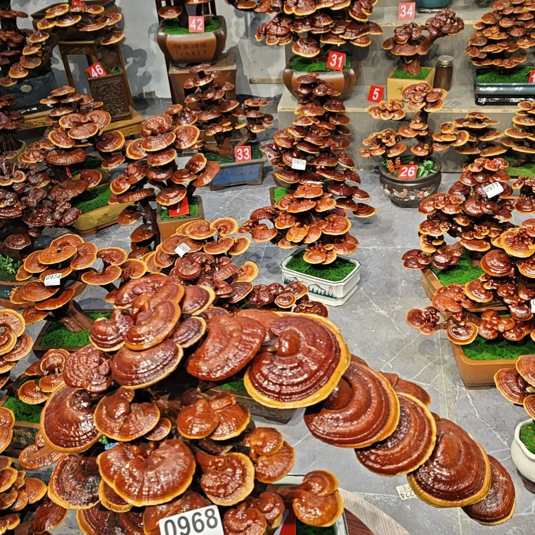 赤灵芝灵芝盆景灵芝花