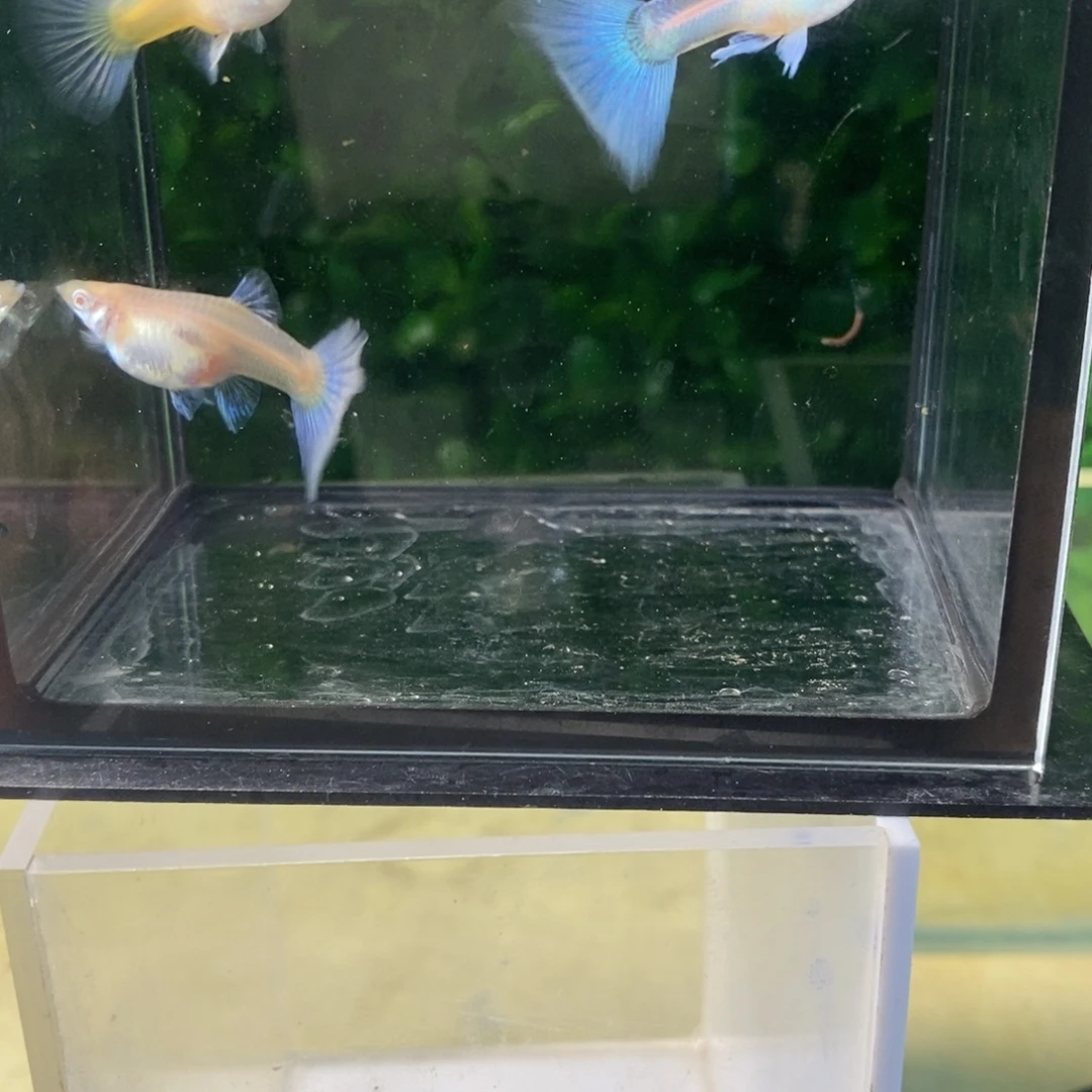 孔雀鱼紫白一对孔雀鱼