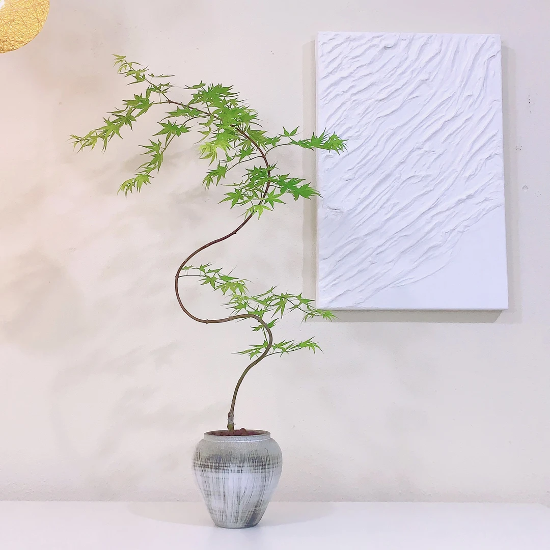 流泉枫盆栽室内绿植日系禅意枫叶植物客厅室内植物好养活的绿植