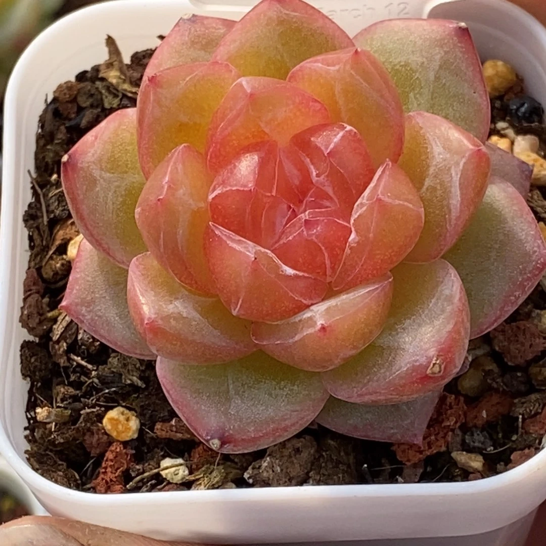 天官赐福百无禁忌