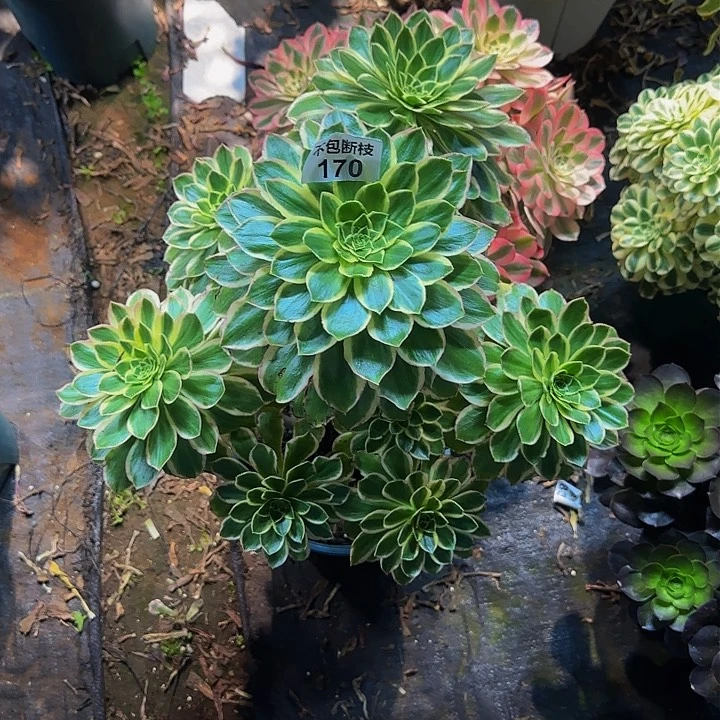 褪**涟170多肉法师锦111