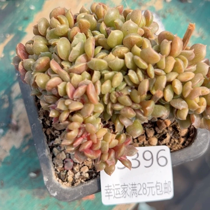 幸运的是我的朋友