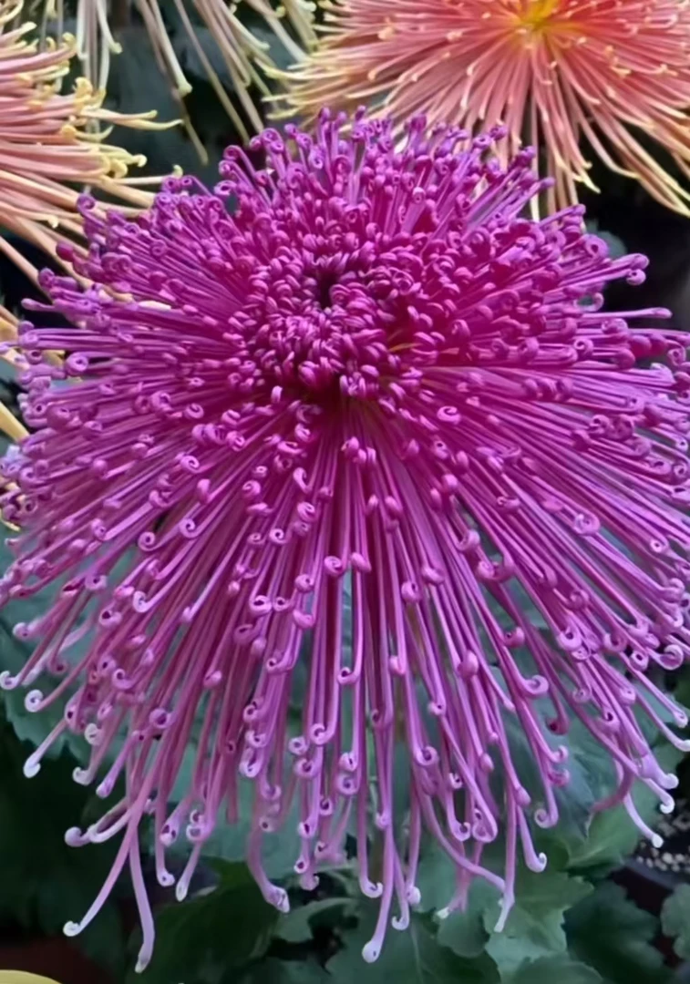 九月菊【全乡烈火 小苗3棵】富贵菊  菊花苗  带土不打标签