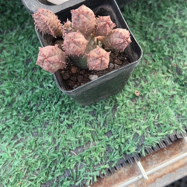 *****子吹布纹球，一物一拍