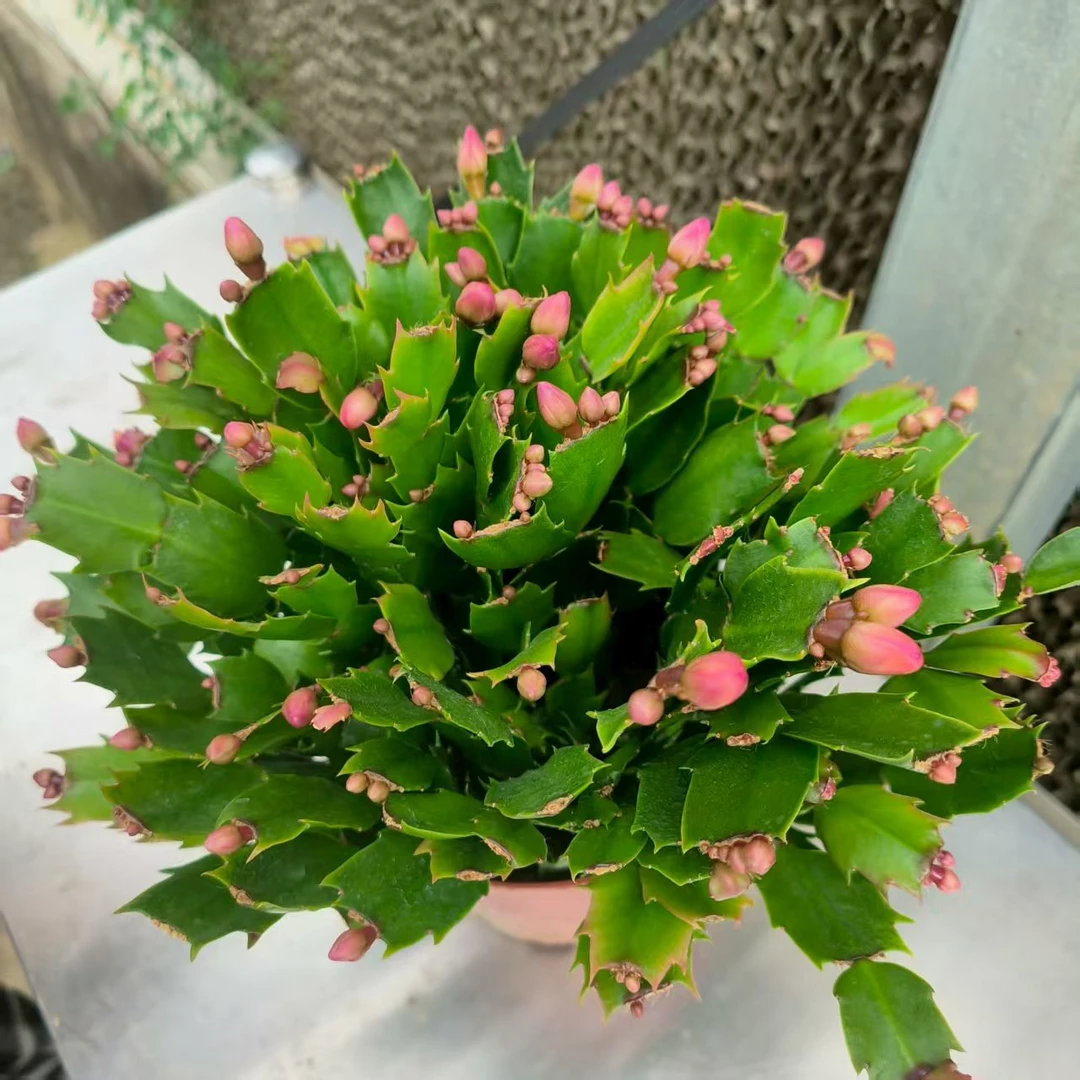红色蟹爪兰花苗盆栽带花苞好养耐活开花适合桌面摆放