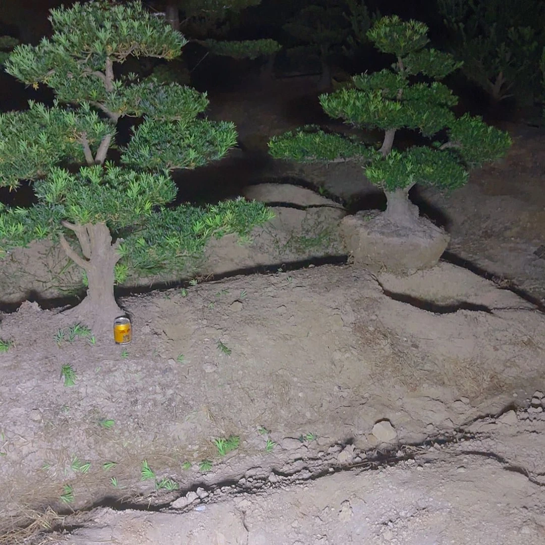 J***5完全开放罗汉松基地直发