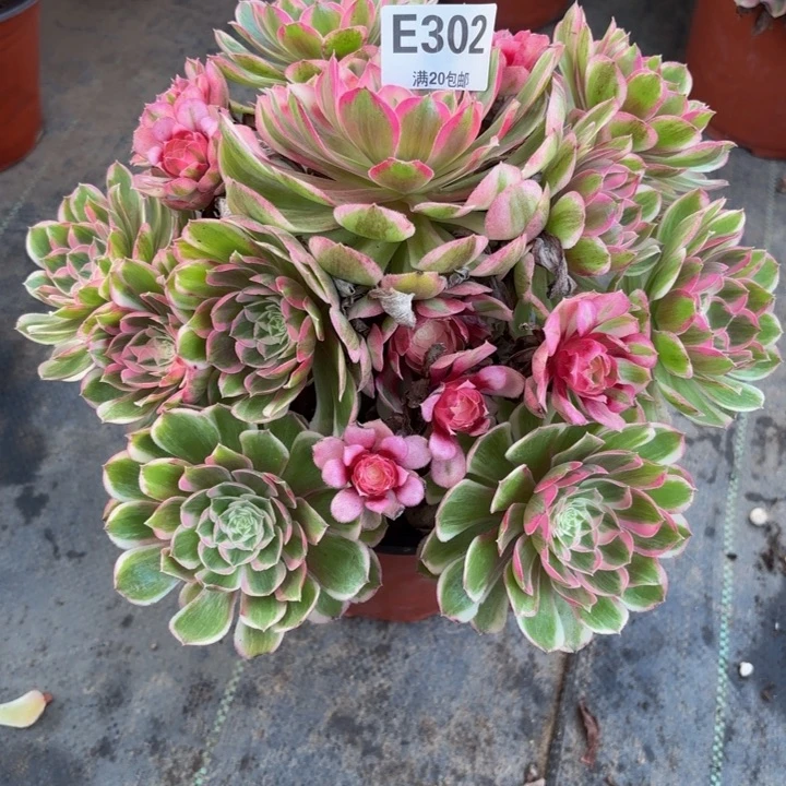 瑞妈，。。。。。。。302孔雀翎。