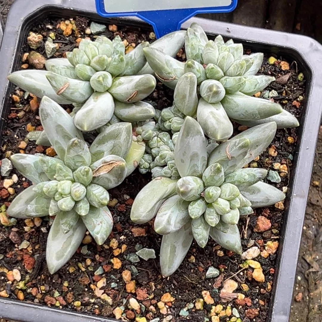 袁***儿多肉植物姜子牙群134