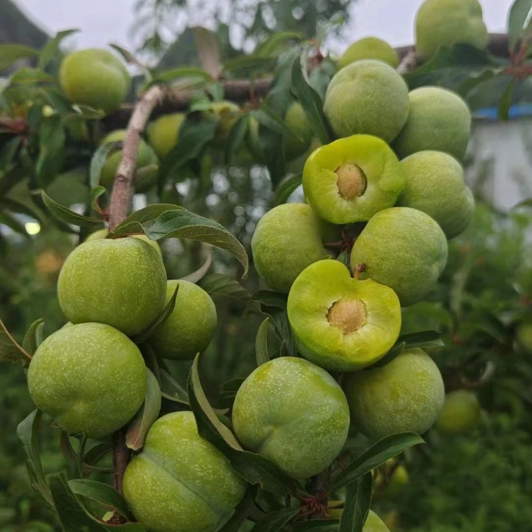 果树蜂糖李树苗脆甜脱骨李西梅果树盆栽地栽庭院四季种植李子