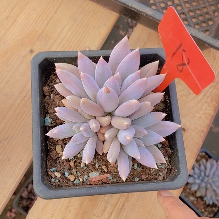 这个我就知道这点