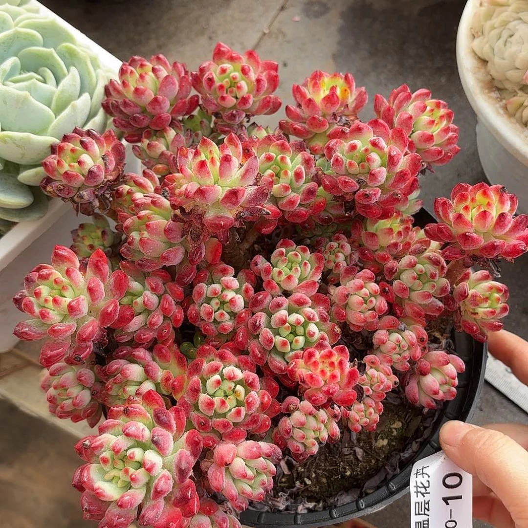 同温层多肉蓝苹果10