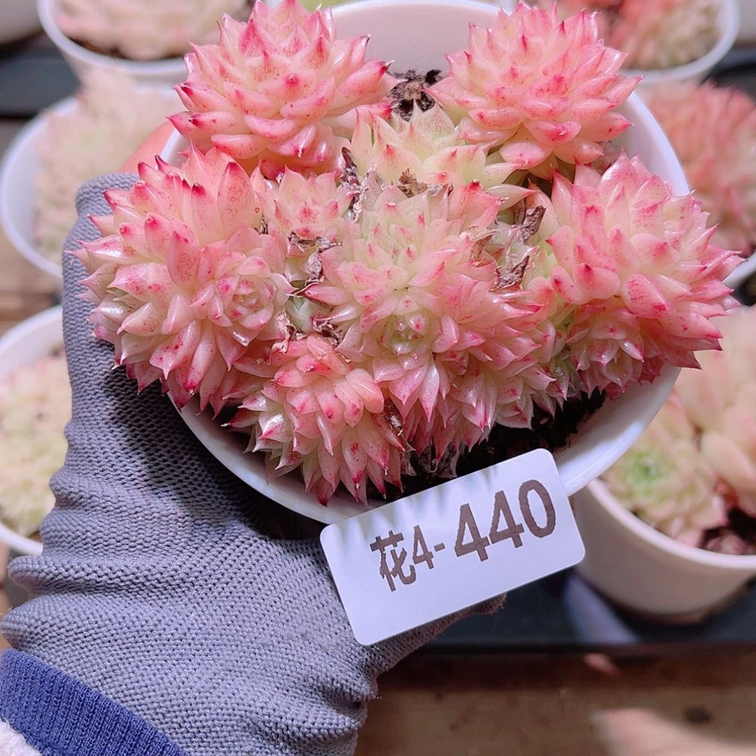 花04-440麦秆群生