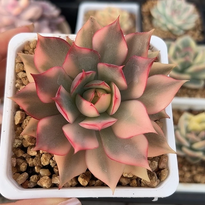 宝莲灯锦多肉植物