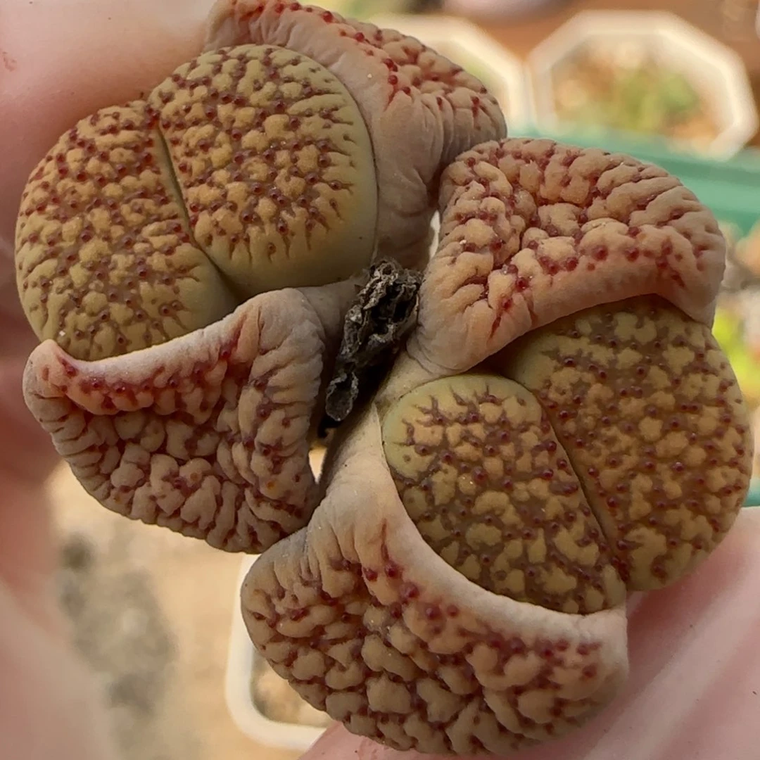 3.26。159红花变异。5012