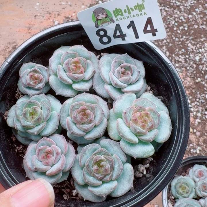 多肉植物多肉植物