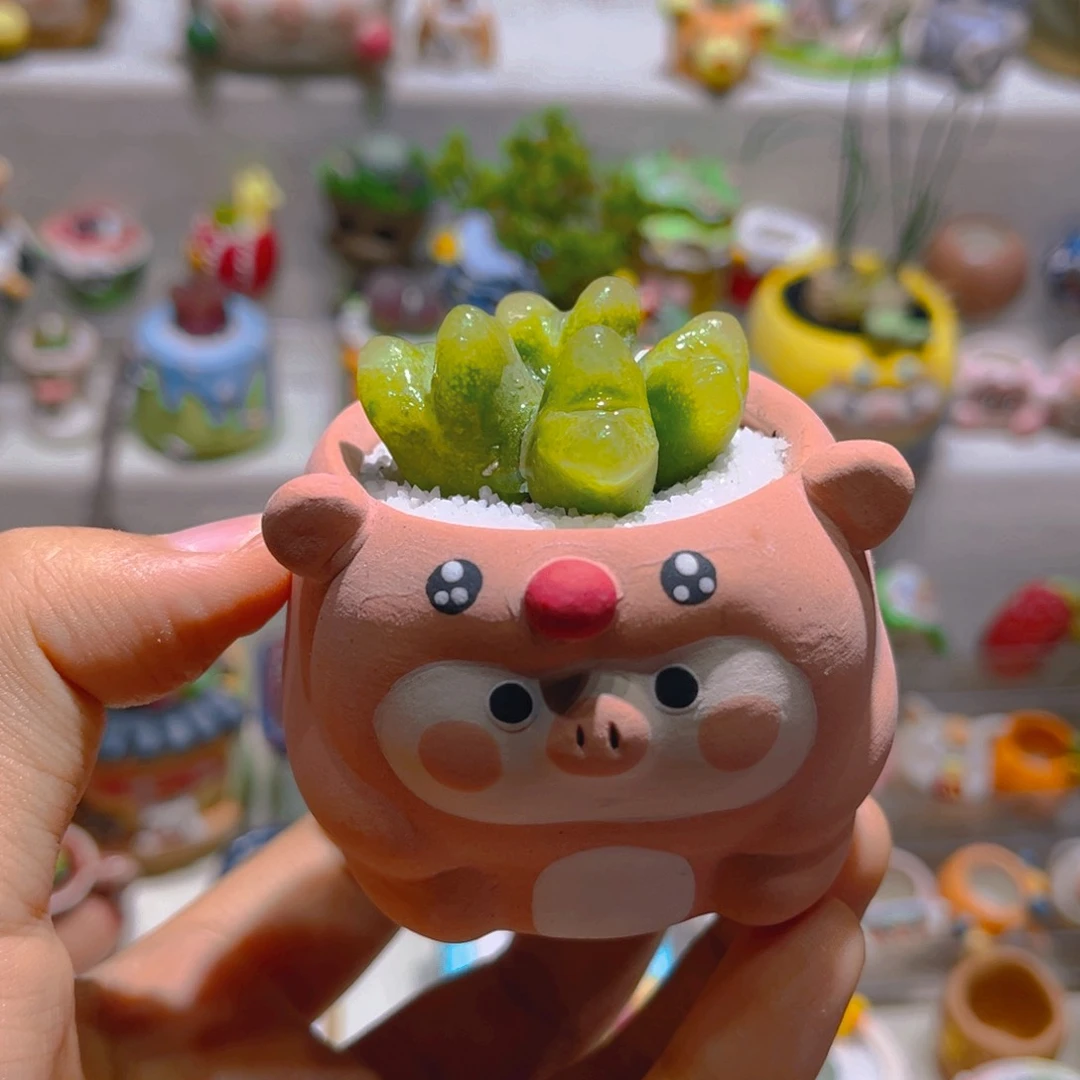 025高端多肉带盆土一套58