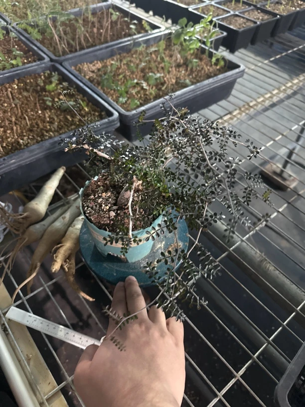 多肉植物 多肉植物