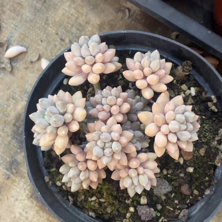 星黛露冠幅11 公分一物一拍
