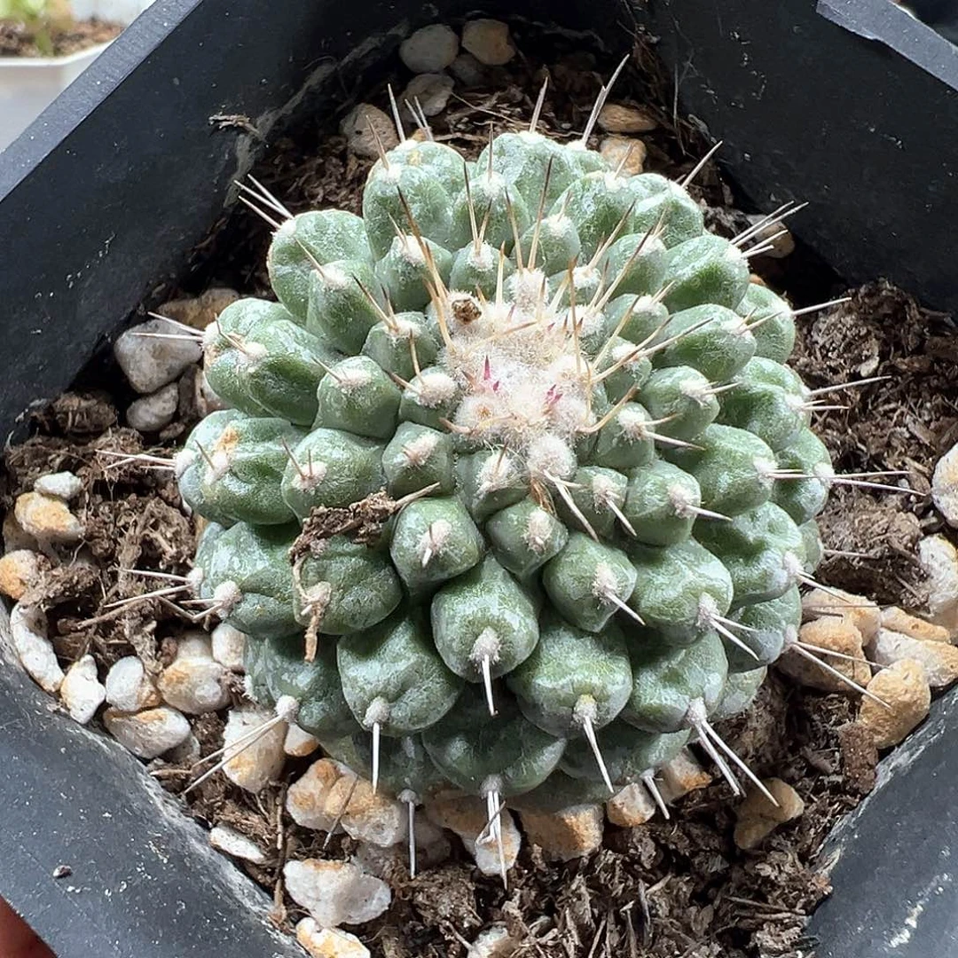 赤花菊水 小方花圃一物一拍