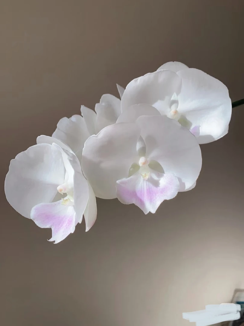 月光宝盒蝴蝶兰苗大花型3.5寸杯（没花剑）爆根