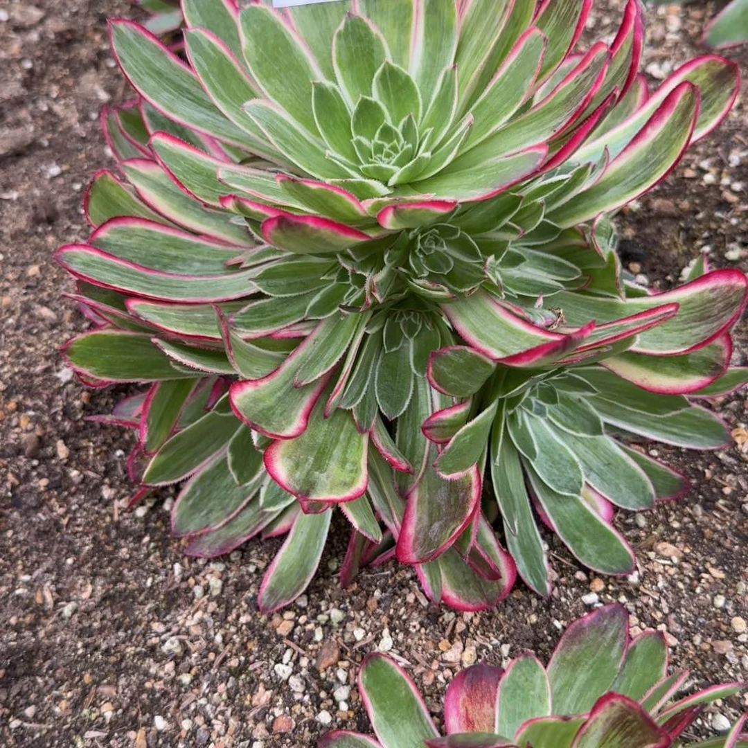 红*377孔雀翎到秋天 多肉植物