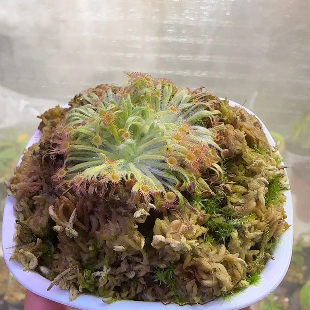 ₍***⟆无花朵专拍珊瑚茅膏菜