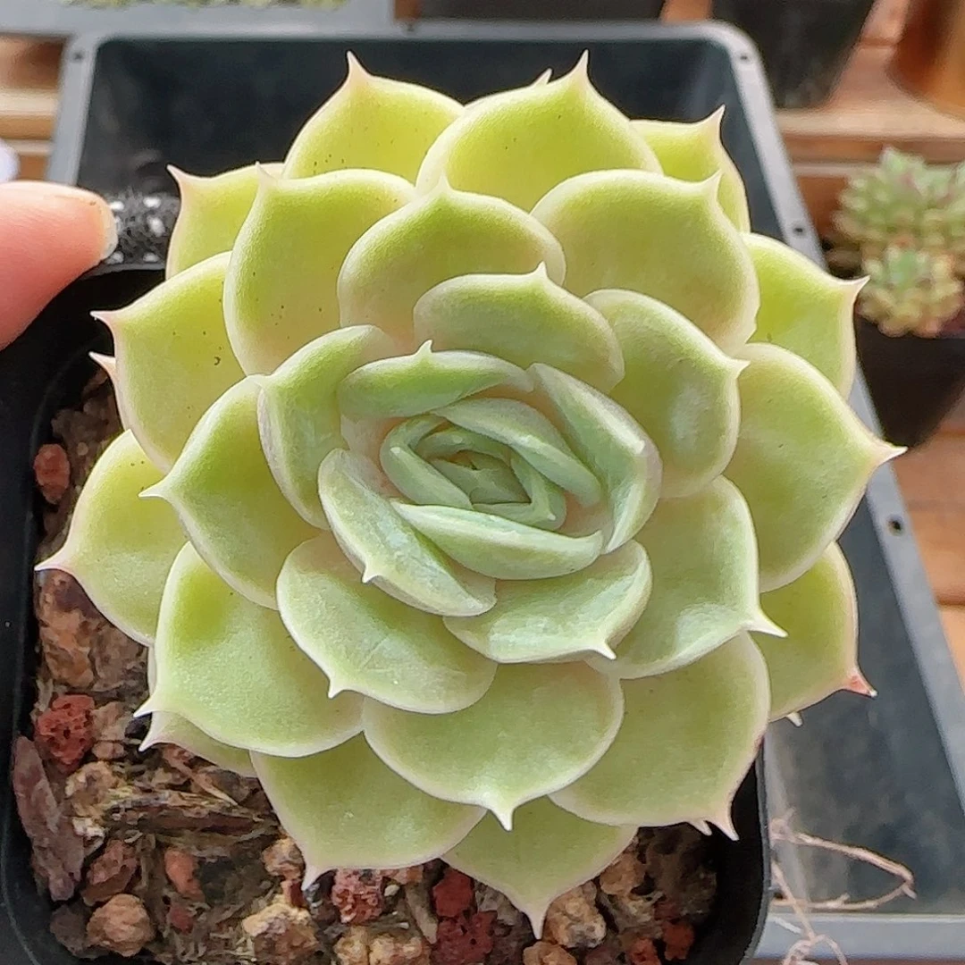 多肉0916-121昂斯诺