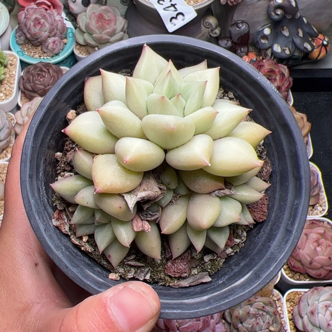 ?**?594 多肉植物组合盆栽