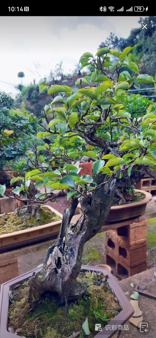 云南红怀抱子。