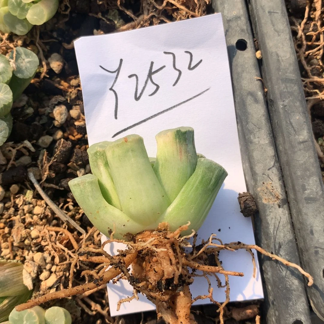 阳**y2532。  一颗万象锦福利。
