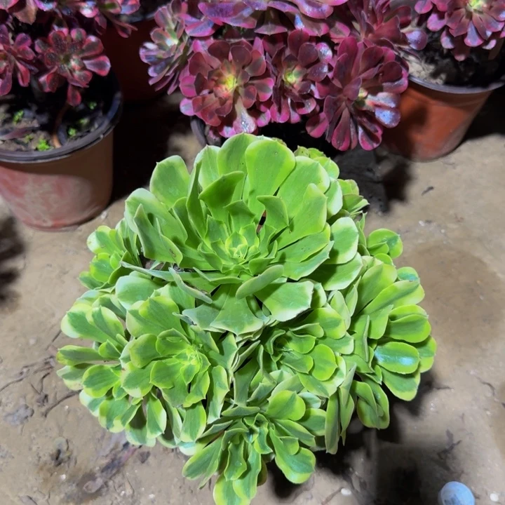 绿豆沙脱土发货9.9