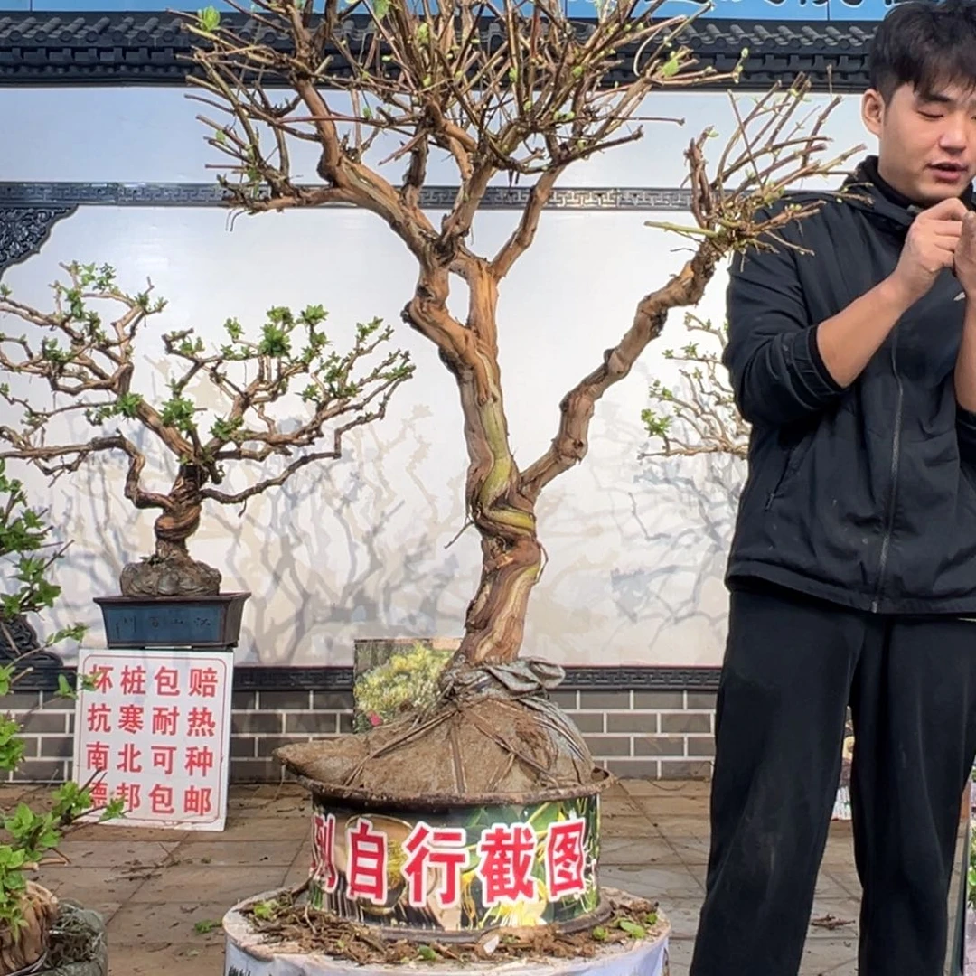 无花朵金银花开花59856859