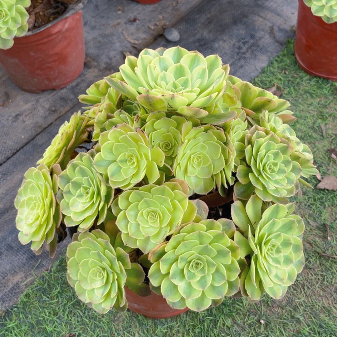 11雨荷精品法师多肉
